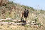 MALINOIS 220